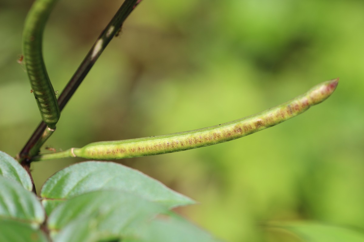 Senna occidentalis (L.) Link